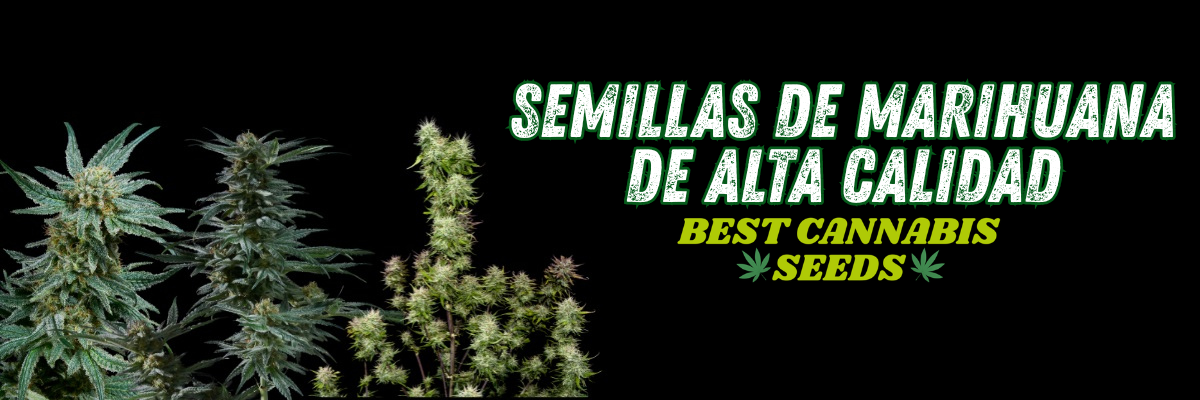 semillas de marihuana